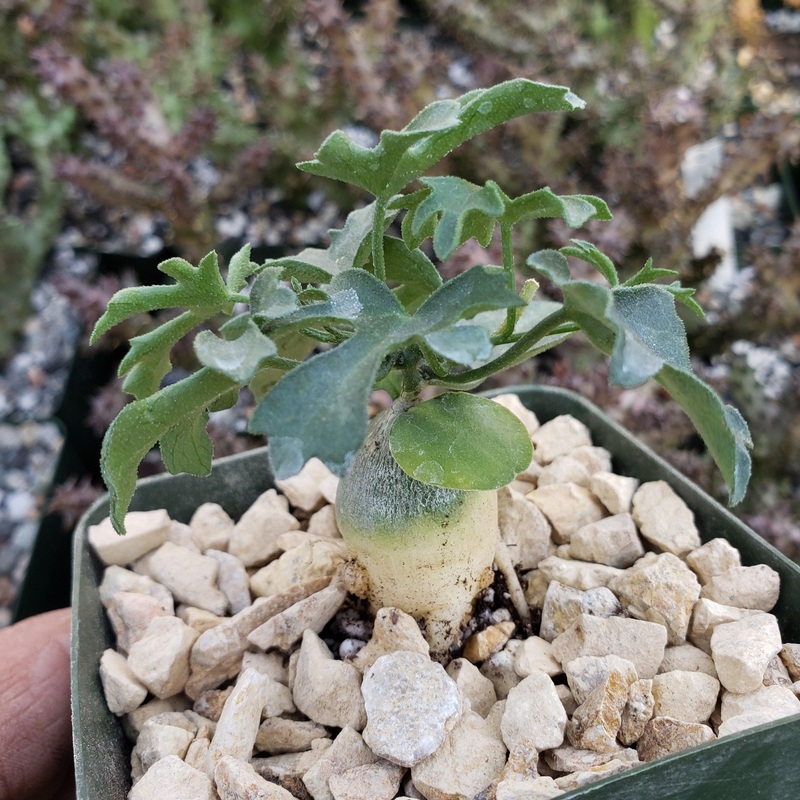 Trochomeria debilis|4″ Pot