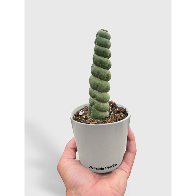 Unicorn Cactus|4″ Pot