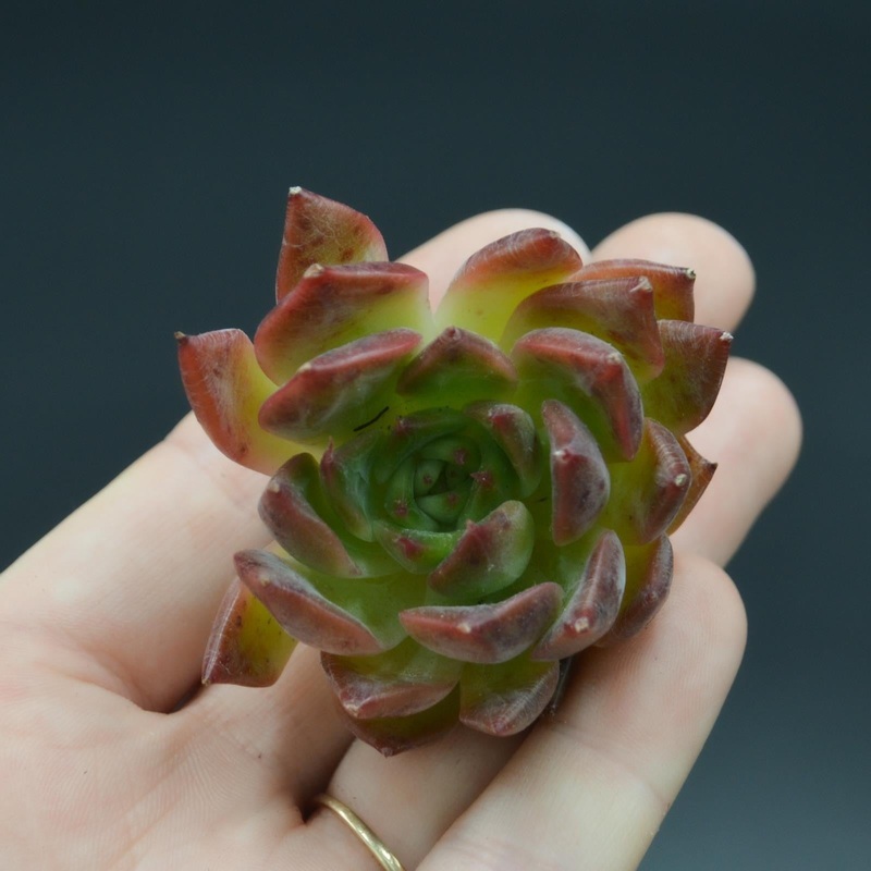 Echeveria Iris