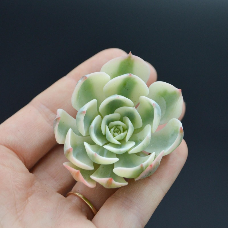 Echeveria ‘Lenore Dean’ f. variegata