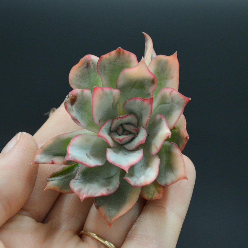 Echeveria Moon Goddess variegated form