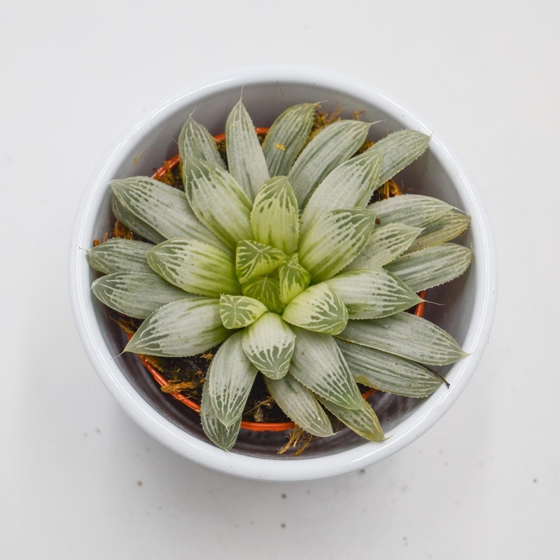 Haworthia cooperi f. variegata – 10.5cm