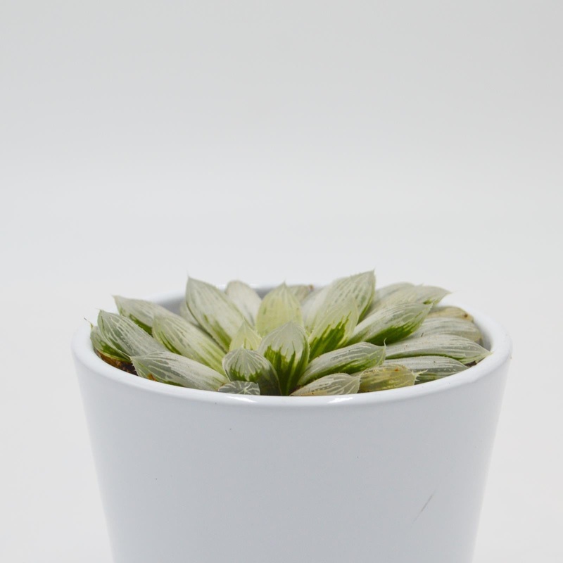 Haworthia cooperi f. variegata – 8.5cm