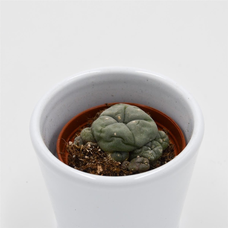 Lophophora williamsii Cluster – 5.5cm