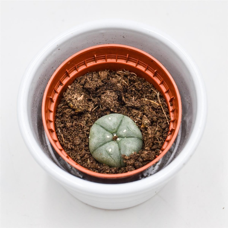 Lophophora williamsii (Peyote Cactus) – 5.5cm