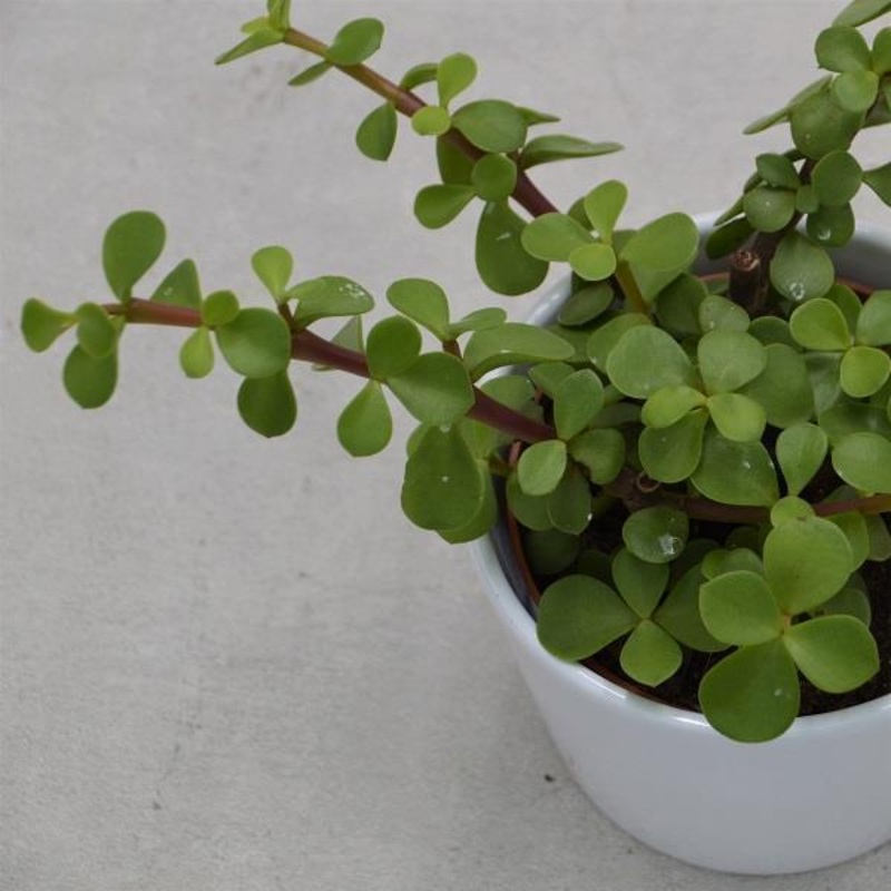 Portulacaria afra – 8.5cm