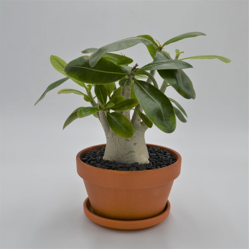 Adenium obesum Baobab – 15cm in terracotta pot