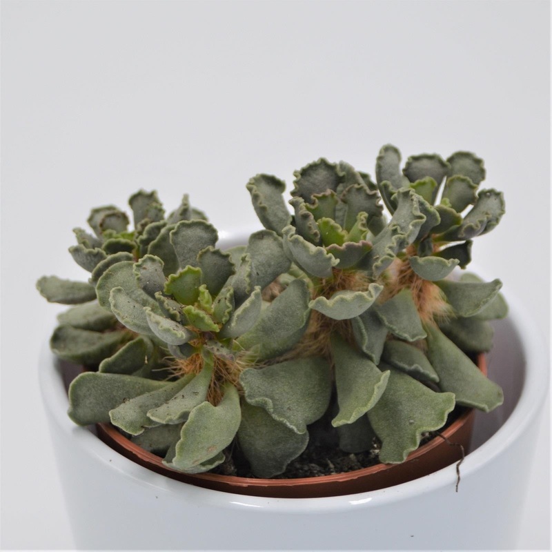 Adromischus cristatus Crinkle – 8.5cm