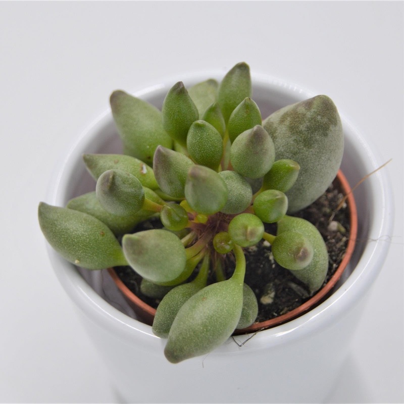 Adromischus cristatus var. clavifolius – 5.5cm