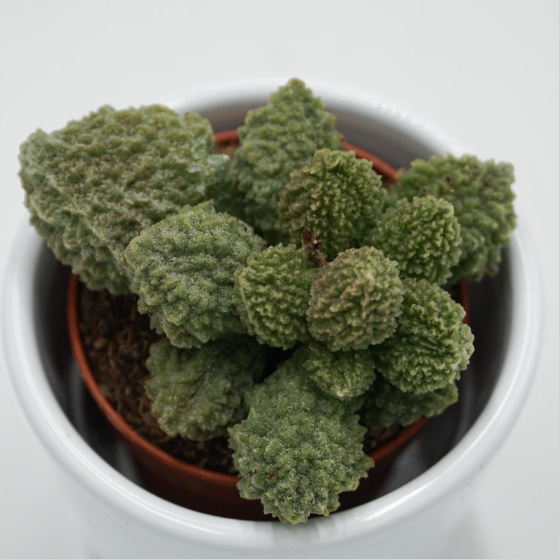 Adromischus Green Coral – 5.5cm