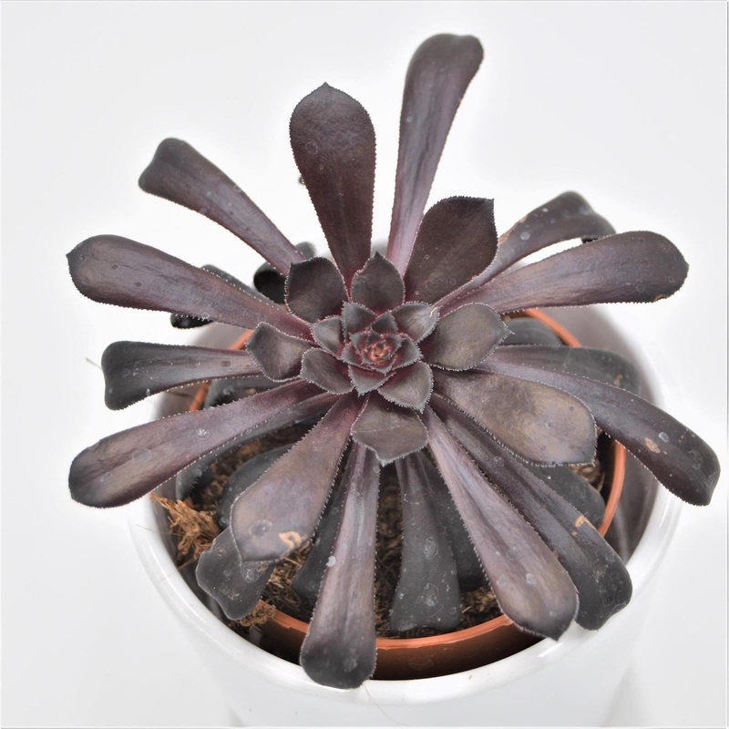 Aeonium arboreum Schwarzkopf – 8.5cm