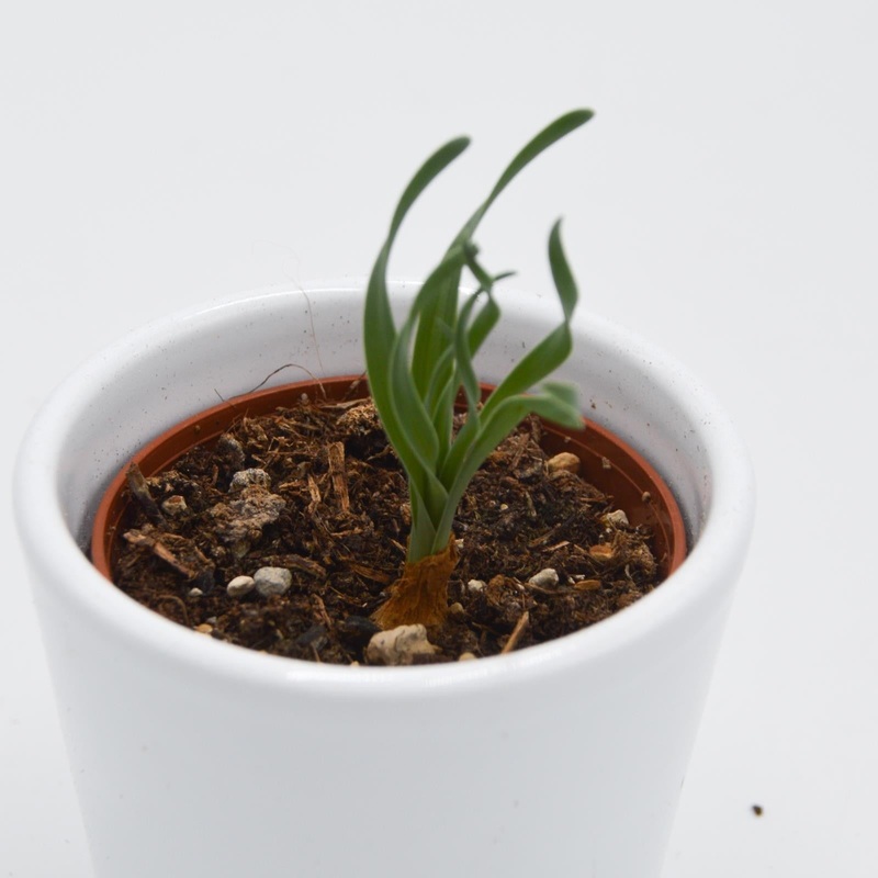 Albuca concordiana – 6cm