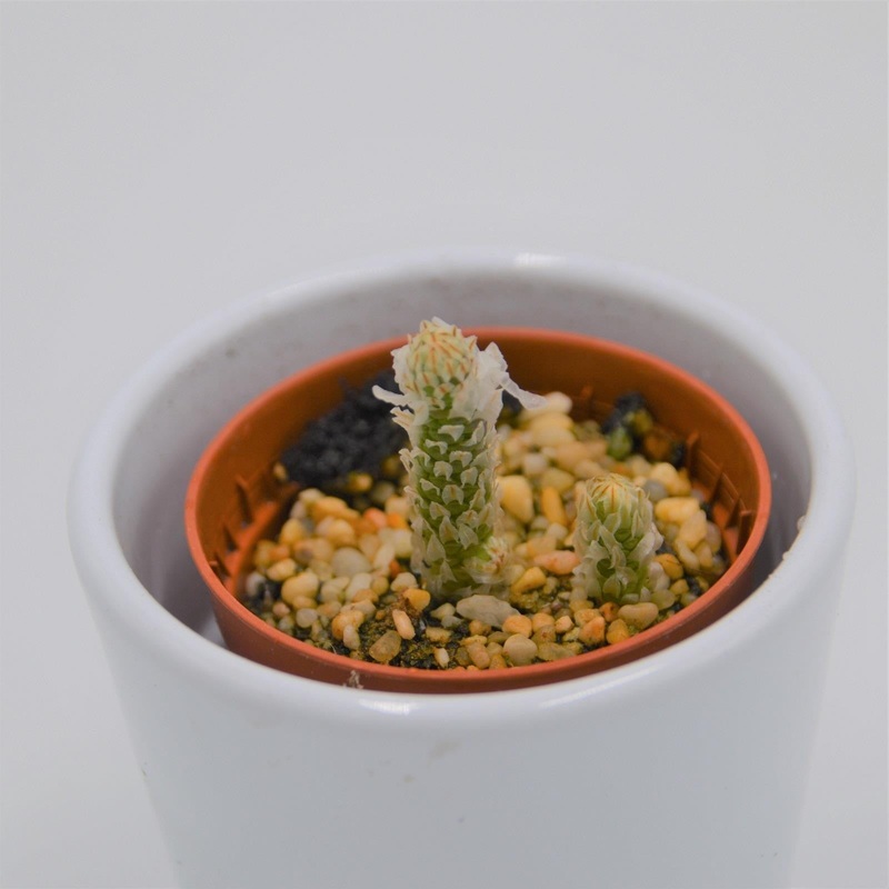 Avonia recurvata – 5.5cm