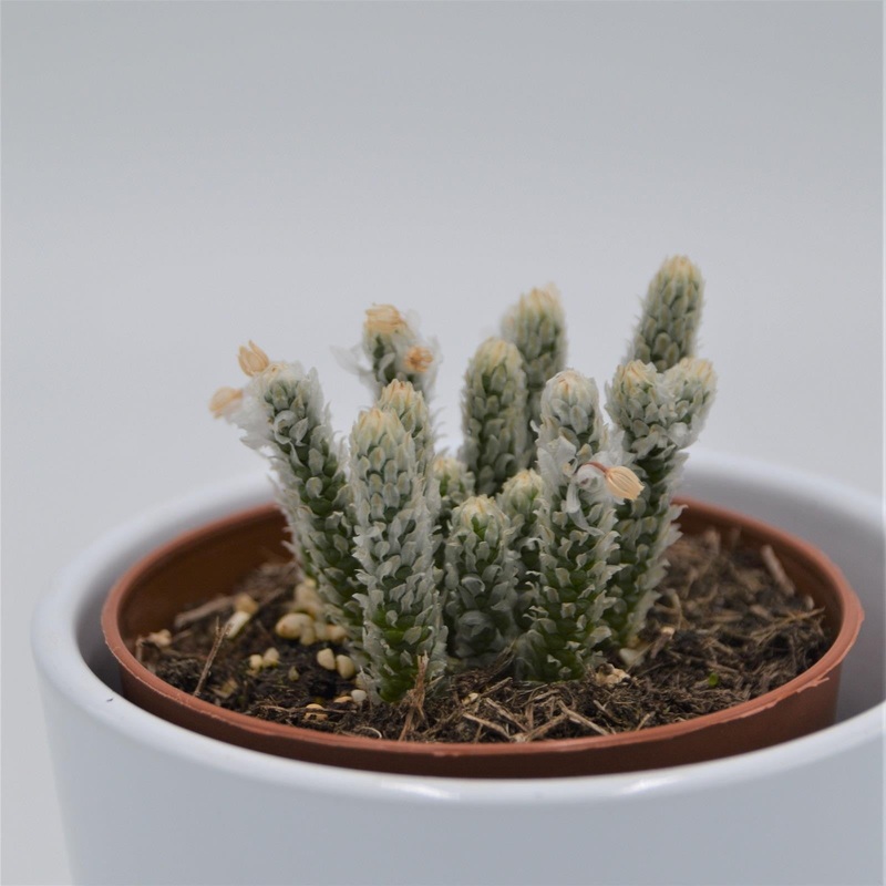 Avonia recurvata – 8.5cm