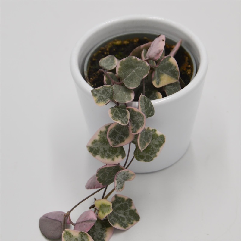 Ceropegia woodii f. variegata – 6cm