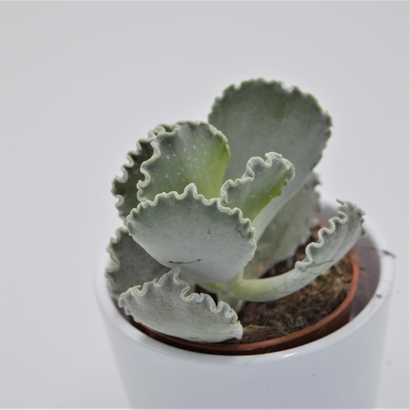 Cotyledon undulata – 8.5cm