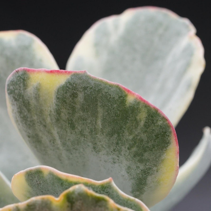 Cotyledon undulata f. variegata – 12cm