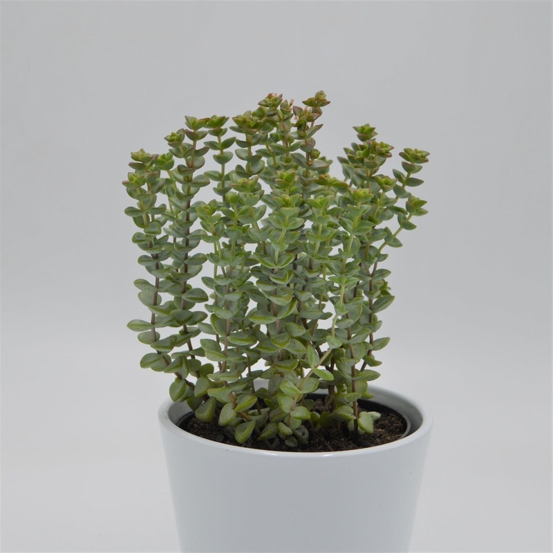 Crassula brevifolia – 12cm