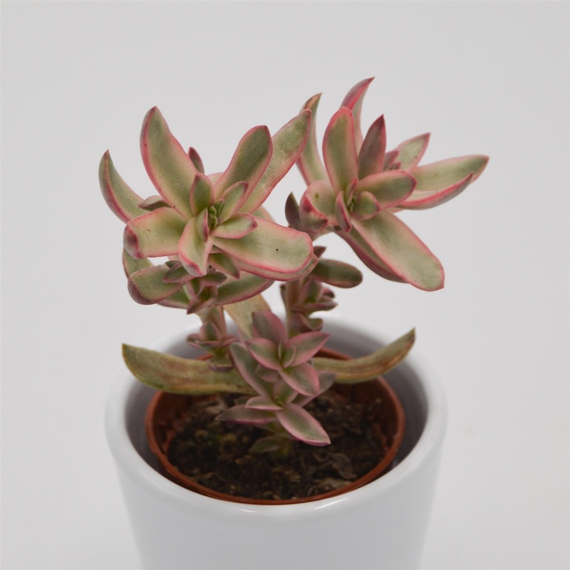 Crassula Candy Cane – 5.5cm