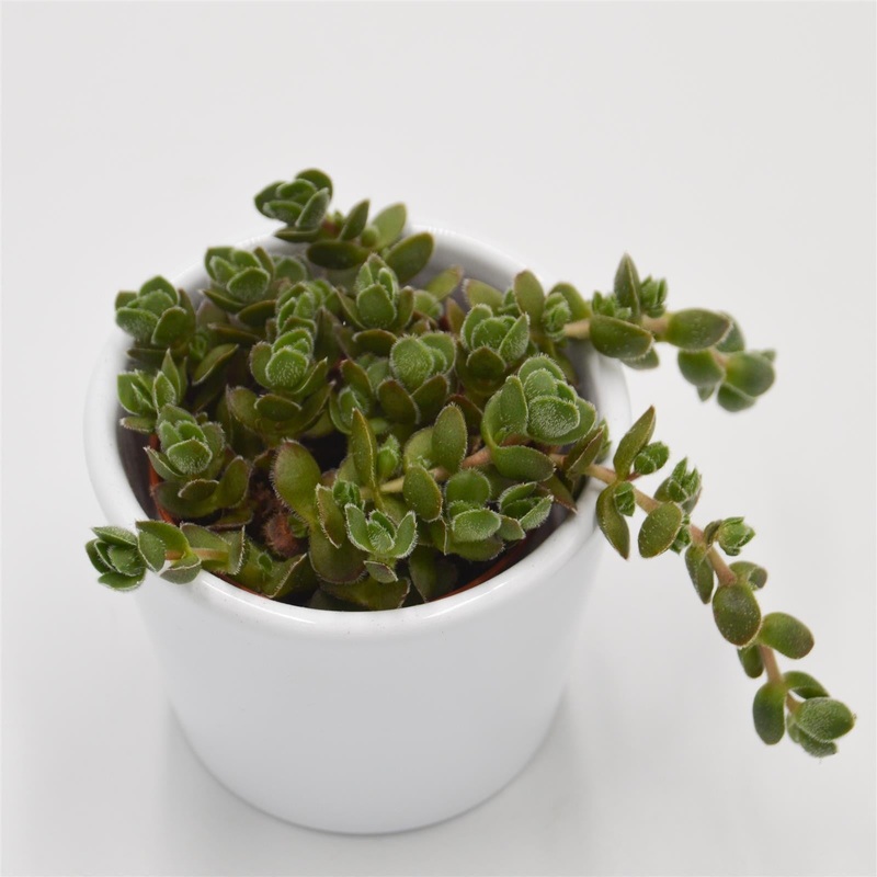 Crassula David – 5.5cm