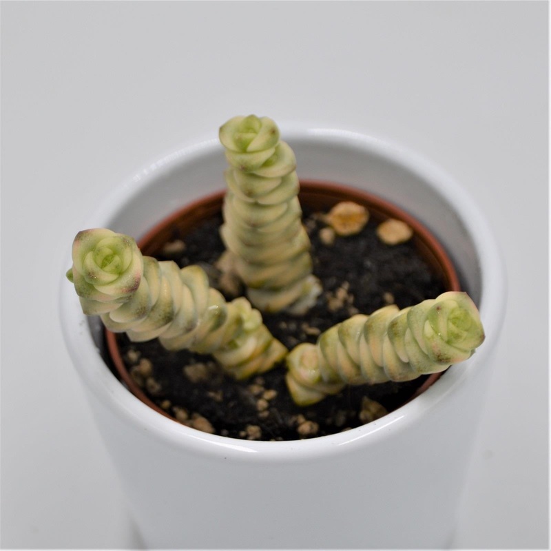 Crassula Fantasy – 6cm