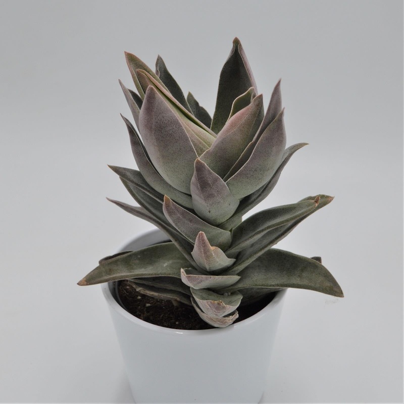 Crassula Garnet Lotus – 12cm