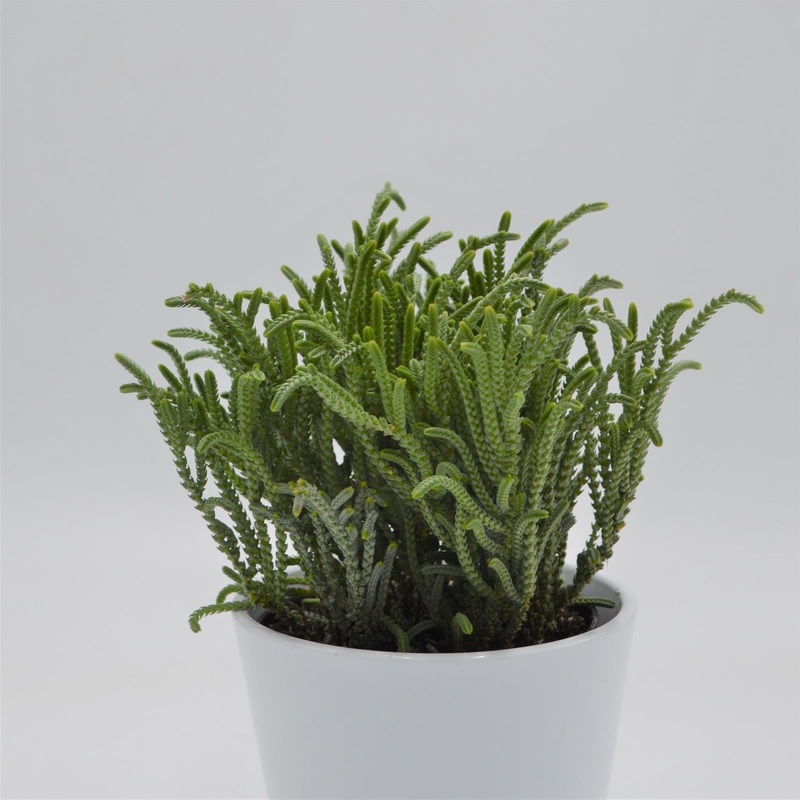 Crassula lycopodioides – 12cm