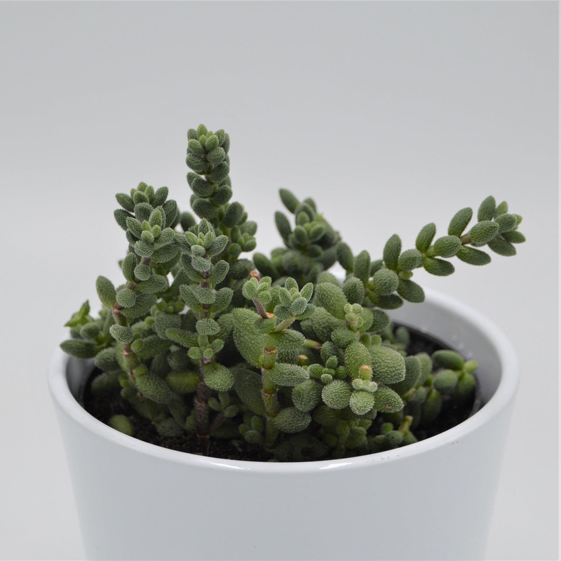 Crassula mesembryanthemoides subsp. hispida – 12cm
