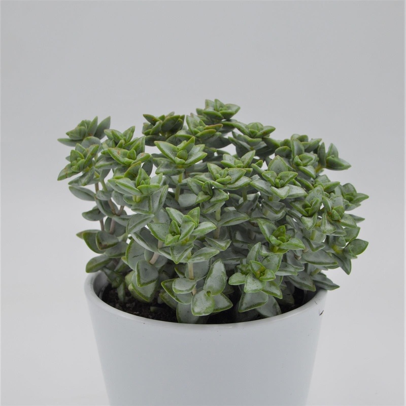 Crassula perforata Azul – 12cm