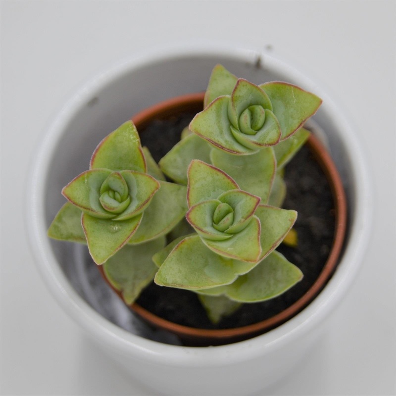Crassula perforata Giant – 5.5cm
