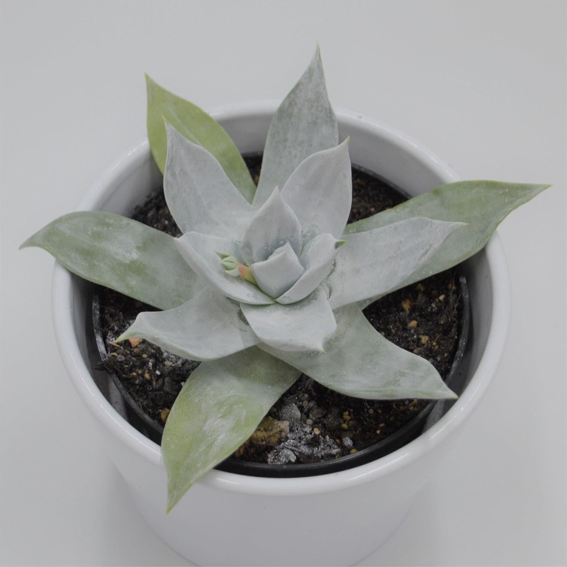 Dudleya brittonii – 9cm