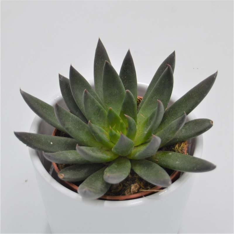 Echeveria affinis – 8.5cm