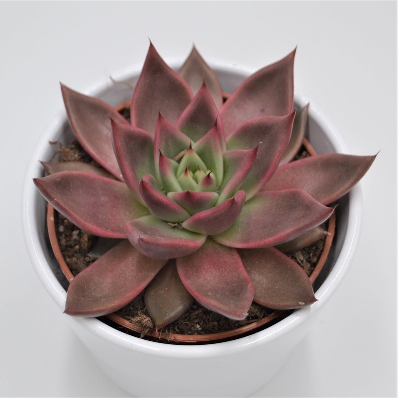 Echeveria agavoides Mars – 10.5cm
