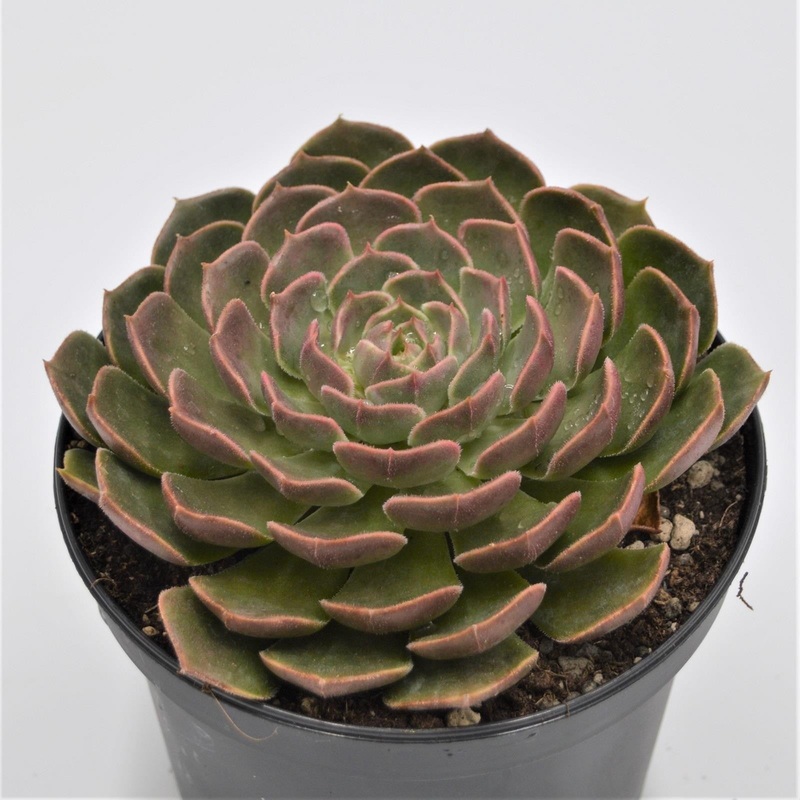 Echeveria Brown Rose – 15cm