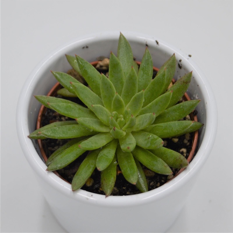Echeveria calderoniae – 6cm