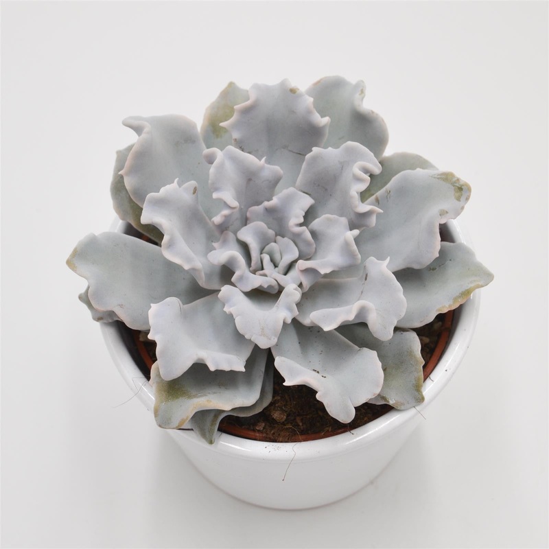 Echeveria Crispate Beauty – 10.5cm