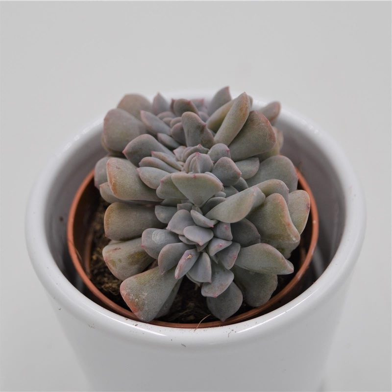 Echeveria Cubic Frost f. cristata – 5.5cm