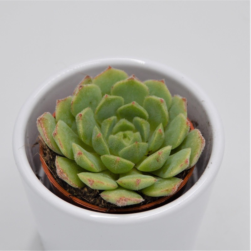 Echeveria derosa – 5.5cm