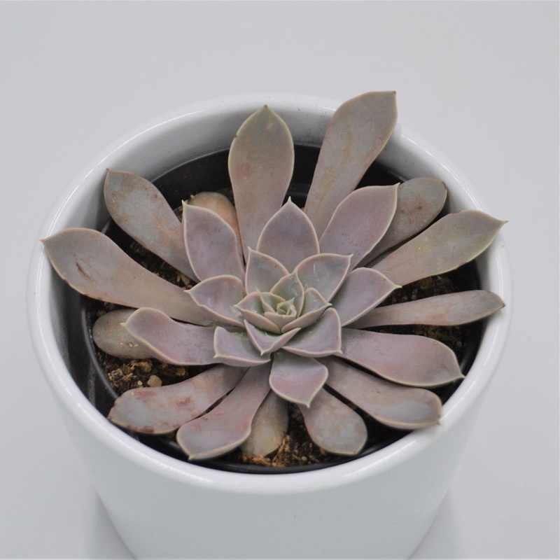 Echeveria diffractens – 9cm