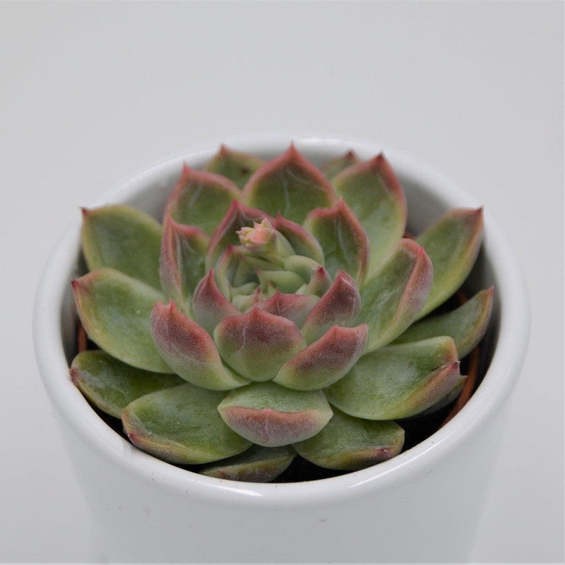 Echeveria Green Gem – 6cm