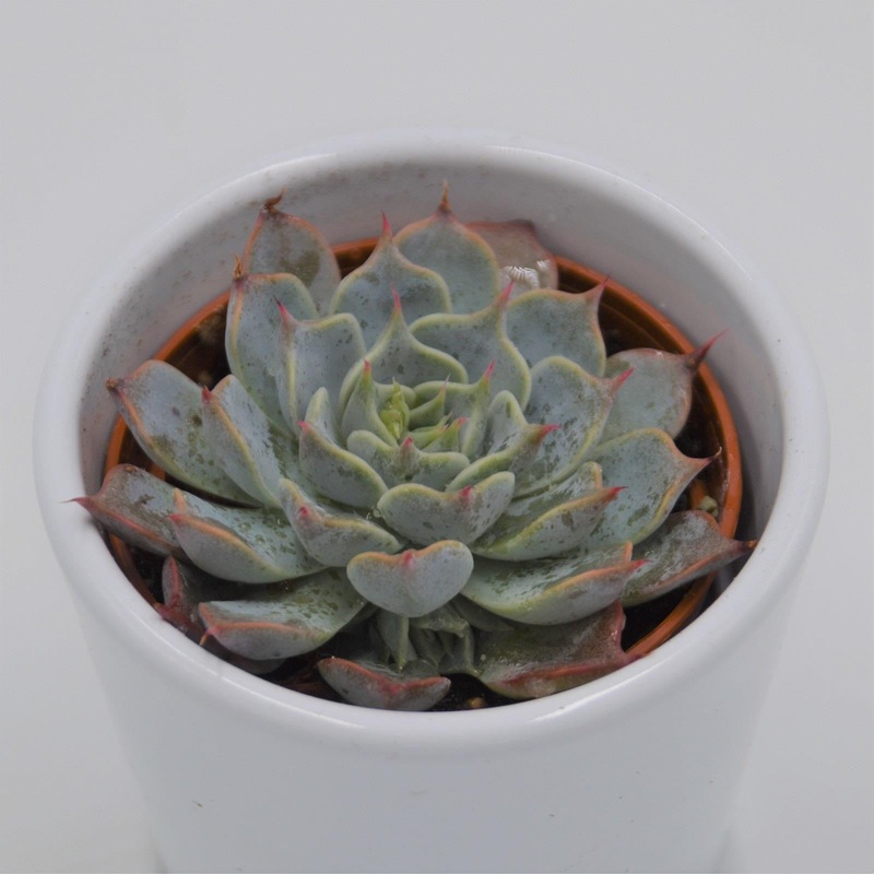Echeveria halbingeri – 6cm