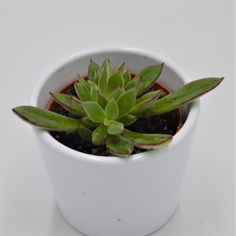 Echeveria harmsii – 6cm