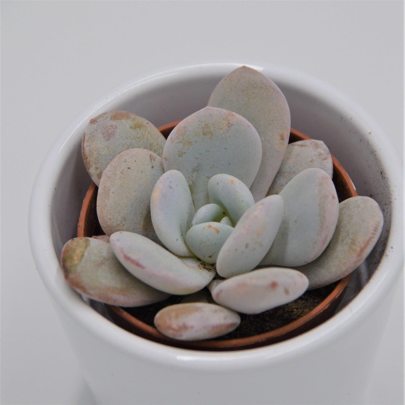 Echeveria laui – 5.5cm