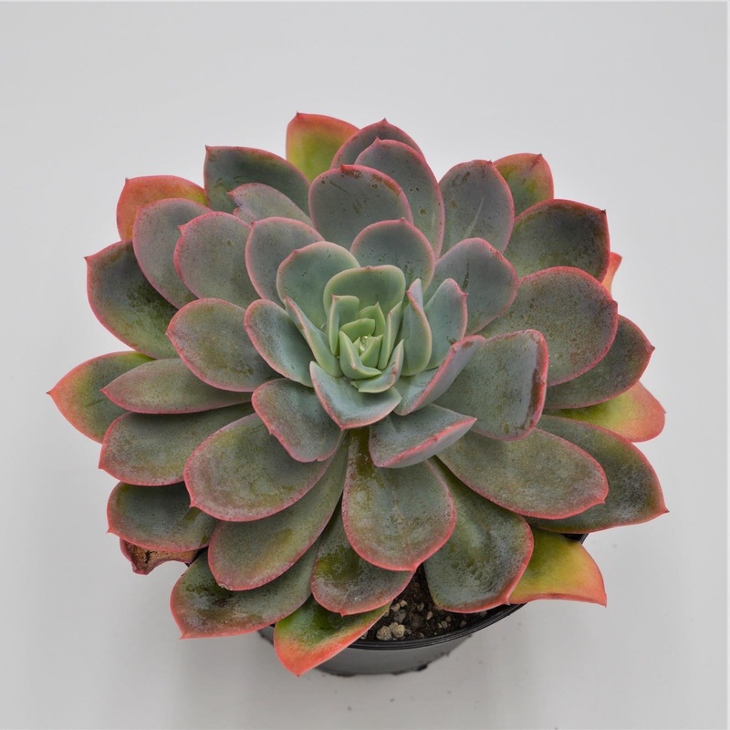 Echeveria Luella – 15cm