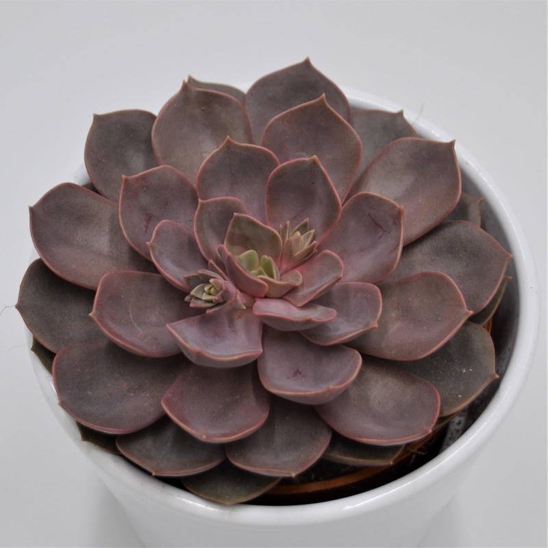 Echeveria Mina – 10.5cm