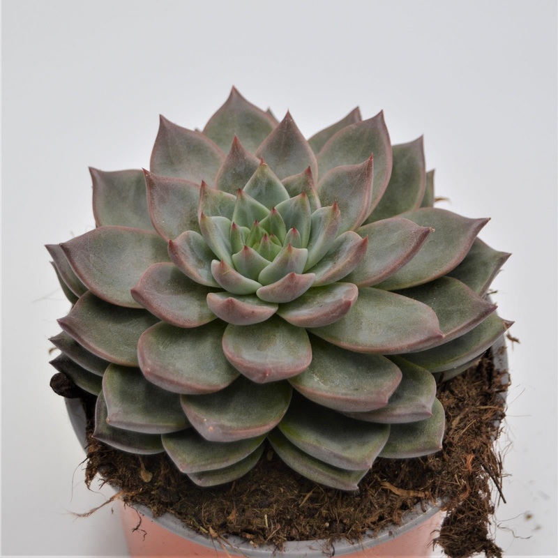 Echeveria Monica – 13cm