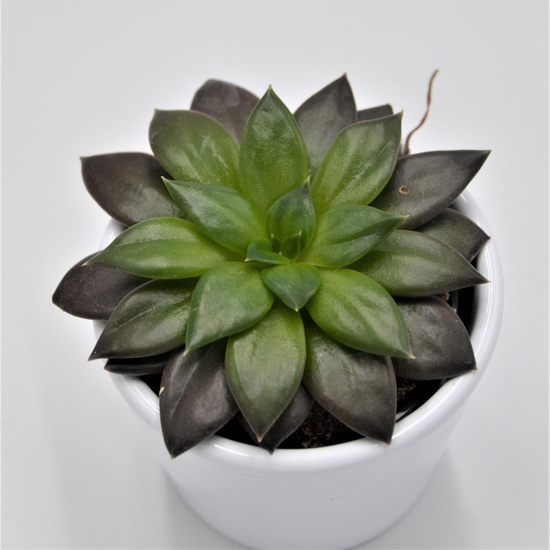 Echeveria Noir – 6cm