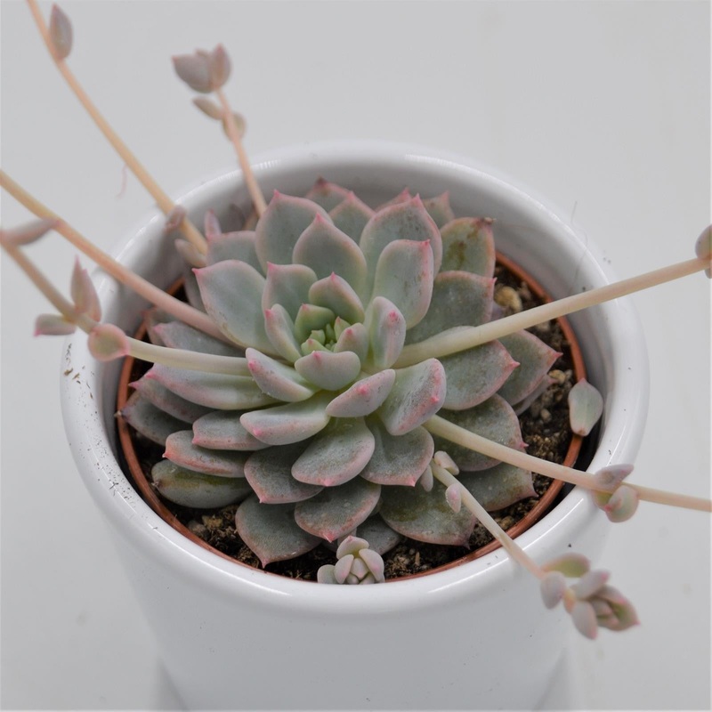 Echeveria prolifica – 6cm