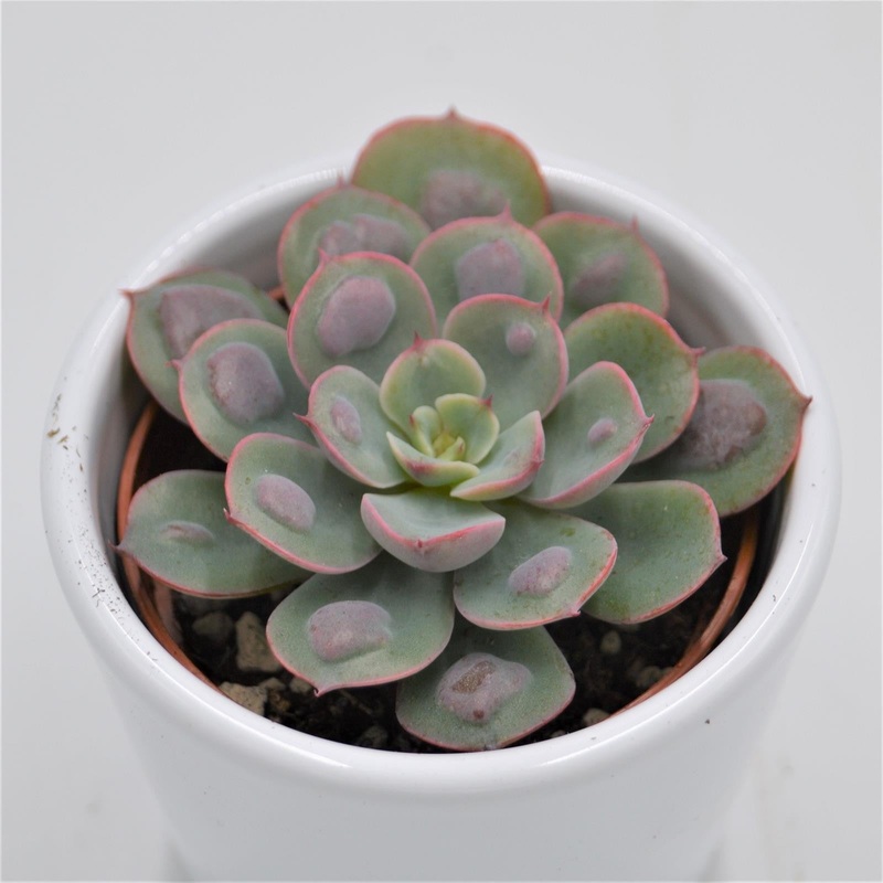 Echeveria Raindrop – 6cm
