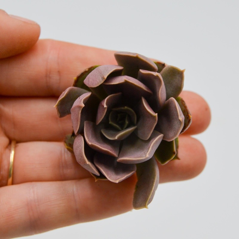 Echeveria Rollercoaster